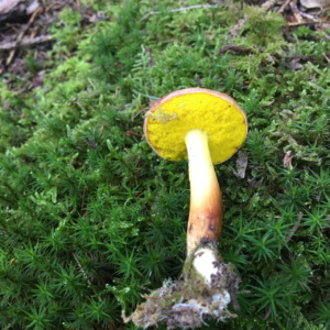Aeroboletus gentilis ; Bolet cramoisi ; Sévrier, Biollet – Journière (74) ; ©Photo Didier Hamerel