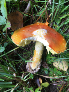 Amanita caesarea ; Amanite des césars ; Saint-Jorioz, Secteur Entredozon - Bondon (74) ; ©Photo Didier Hamerel