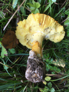 Amanita caesarea ; Amanite des césars ; Saint-Jorioz, Secteur Entredozon - Bondon (74) ; ©Photo Didier Hamerel