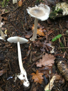Amanita coryli ; Amanite des noisetiers ; Saint-Jorioz, Secteur Entredozon - Bondon (74) ; ©Photo Didier Hamerel