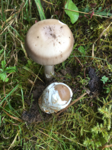 Amanita magnivolvata ; Amanite à volve épaisse ; Saint-Jorioz, Secteur Entredozon - Bondon (74) ; ©Photo Didier Hamerel