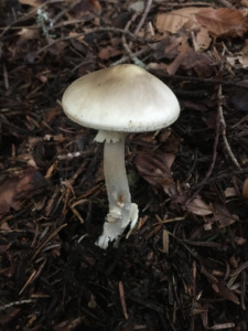 Amanita porphyria ; Amanite porphyre ; La Chapelle-Saint-Maurice, Fin de la route Forestière de l'Adret (74) ; ©Didier Hamerel