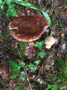 Amanita rubescens ; Amanite rougissante, Oronge vineuse, Golmotte ; Saint-Jorioz, Secteur Entredozon - Bondon (74) ; ©Photo Didier Hamerel