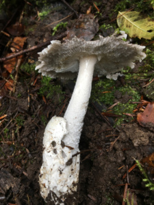 Amanita vaginata ; Grisette, Coulemelle, Amanite vaginée ; Saint-Jorioz, Secteur Entredozon - Bondon (74) ; ©Photo Didier Hamerel