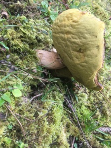 Boletus edulis ; Cèpe de Bordeaux, Cèpe du Périgord ; Entrevernes, Granges de Serraz - Les Fauges (74) ; ©Photo Didier Hamerel
