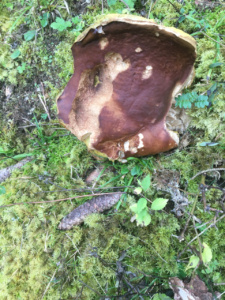 Boletus edulis ; Cèpe de Bordeaux, Cèpe du Périgord ; Entrevernes, Granges de Serraz - Les Fauges (74) ; ©Photo Didier Hamerel