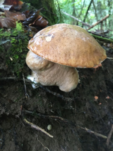 Boletus edulis ; Cèpe de Bordeaux, Cèpe du Périgord ; Saint-Jorioz, Secteur Entredozon - Bondon (74) ; ©Photo Didier Hamerel
