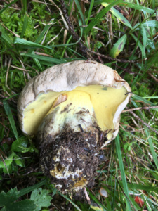 Caloboletus radicans ; Bolet radicant ; Saint-Jorioz, Secteur Entredozon - Bondon (74) ; ©Photo Didier Hamerel