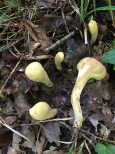 Clavariadelphus pistillaris ; Clavaire en pilon ; Saint-Jorioz, Entredozon - chemin les Champs du Loup (74) ; ©Photo Didier Hamerel