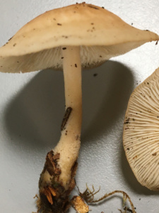 Collybia hariolorum ; Collybie des devins ; Sévrier, Biollet – Journière (74) ; ©Photo Didier Hamerel