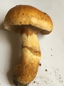 Cortinarius triumphans ; Cortinaire triomphant ; Saint-Jorioz, Secteur Entredozon - Bondon (74) ; ©Photo Didier Hamerel