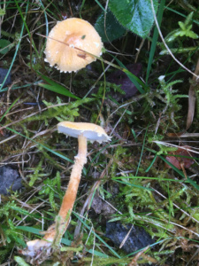 Cystoderma amianthinum ; Cystoderme furfuracé ; Entrevernes, Granges de Serraz - Les Fauges (74) ; ©Photo Didier Hamerel