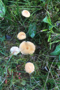 Cystoderma amianthinum ; Cystoderme furfuracé ; Leschaux, Bois Perroud et Le Clos Borgne (74) ; ©Photo Didier Hamerel