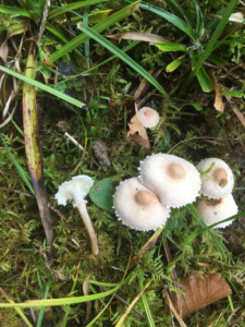 Cystoderma carcharias ; Cystoderme couleur chair ; Entrevernes, Granges de Serraz - Les Fauges (74) ; ©Photo Didier Hamerel