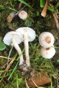 Cystoderma carcharias ; Cystoderme couleur chair ; Leschaux, Bois Perroud et Le Clos Borgne (74) ; ©Photo Didier Hamerel