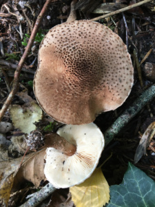 Echinoderma echinaceum ; Lépiote hérissée ; Saint-Jorioz, Entredozon - chemin les Champs du Loup (74) ; ©Photo Didier Hamerel