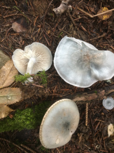Clitocybe odora ; Clitocybe odorant ; Entrevernes, Granges de Serraz - Les Fauges (74) ; ©Photo Didier Hamerel