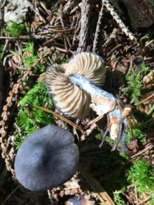 Entoloma nitidum ; Entolome brillant ; Sévrier, Biollet – Journière (74) ; ©Photo Didier Hamerel