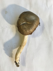 Entoloma rhodopolium ; Entolome rose-gris ; Saint-Jorioz, Secteur Entredozon - Bondon (74) ; ©Photo Didier Hamerel