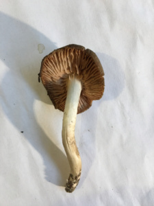 Entoloma rhodopolium ; Entolome rose-gris ; Saint-Jorioz, Secteur Entredozon - Bondon (74) ; ©Photo Didier Hamerel