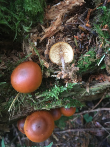 Gymnopilus picreus ; Gymnopile amer ; Entrevernes, Granges de Serraz - Les Fauges (74) ; ©Photo Didier Hamerel