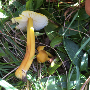 Hygrocybe citrinovirens ; Hygrophore jaune verdâtre ; Saint-Jorioz, Entredozon - chemin les Champs du Loup (74) ; ©Photo Didier Hamerel