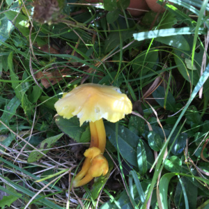 Hygrocybe citrinovirens ; Hygrophore jaune verdâtre ; Saint-Jorioz, Entredozon - chemin les Champs du Loup (74) ; ©Photo Didier Hamerel