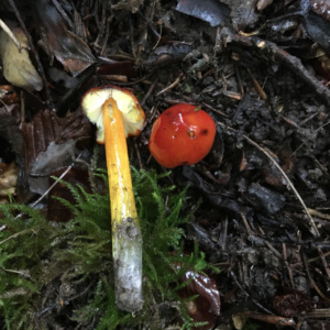 Hygrocybe conica , Hygrophore conique ; Saint-Jorioz, Secteur Entredozon - Bondon (74) ; ©Photo Didier Hamerel