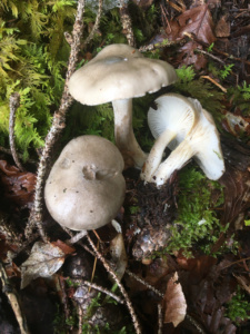 Hygrophorus agathosmus ; Hygrophore odorant ; Entrevernes, Granges de Serraz - Les Fauges (74) ; ©Photo Didier Hamerel