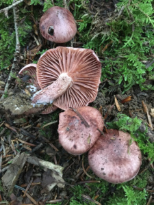 Hygrophorus capreolarius ; Hygrophore des chevreuils ; La Chapelle-Saint-Maurice, Fin de la route Forestière de l'Adret (74) ; ©Didier Hamerel