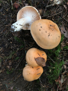 Hygrophorus pudorinus ; Hygrophore pudibond ; Saint-Jorioz, Entredozon - chemin les Champs du Loup (74) ; ©Photo Didier Hamerel