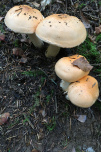 Hygrophorus pudorinus ;Hygrophore pudibond ; Leschaux, Bois Perroud et Le Clos Borgne (74) ; ©Photo Didier Hamerel