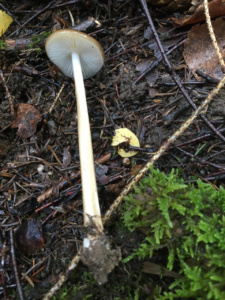 Hymenopellis radicata ; Mucicule radicante ; Saint-Jorioz, Secteur Entredozon - Bondon (74) ; ©Photo Didier Hamerel