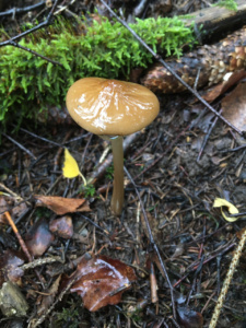 Hymenopellis radicata ; Mucicule radicante ; Saint-Jorioz, Secteur Entredozon - Bondon (74) ; ©Photo Didier Hamerel