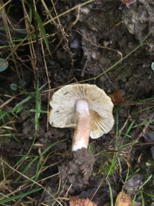 Inosperma maculatum ; Inocybe maculé ; Saint-Jorioz, Secteur Entredozon - Bondon (74) ; ©Photo Didier Hamerel