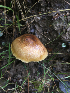 Inosperma maculatum ; Inocybe maculé ; Saint-Jorioz, Secteur Entredozon - Bondon (74) ; ©Photo Didier Hamerel