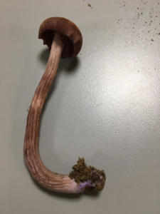 Laccaria bicolor ; Laccaire bicolore ; Sévrier, Biollet – Journière (74) ; ©Photo Didier Hamerel