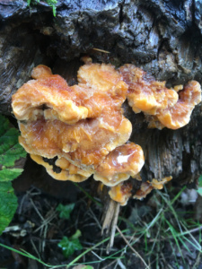 Laetiporus sulphureus ; Polypore soufré ; Saint-Jorioz, Secteur Entredozon - Bondon (74) ; ©Photo Didier Hamerel