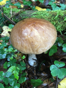 Leccinum scabrum ; Bolet rude ; Saint-Jorioz, Secteur Entredozon - Bondon (74) ; ©Photo Didier Hamerel