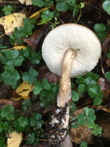 Leccinum scabrum ; Bolet rude ; Saint-Jorioz, Secteur Entredozon - Bondon (74) ; ©Photo Didier Hamerel
