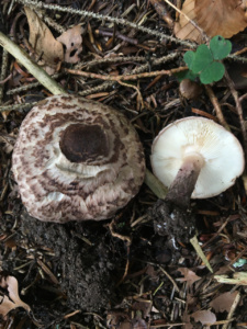 Lepiota felina ; Lépiote féline ; La Chapelle-Saint-Maurice, Fin de la route Forestière de l'Adret (74) ; ©Didier Hamerel