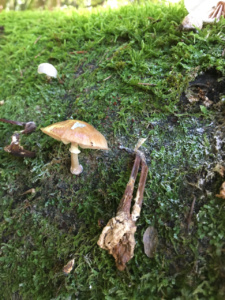 Mucidula mucida ; Collybie visqueuse ; Saint-Jorioz, Entredozon - chemin les Champs du Loup (74) ; ©Photo Didier Hamerel