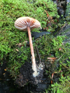 Atheniella adonis ; Mycène adonis, Mycène jolie ; Saint-Jorioz, Secteur Entredozon - Bondon (74) ; ©Photo Didier Hamerel