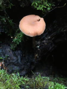 Atheniella adonis ; Mycène adonis, Mycène jolie ; Saint-Jorioz, Secteur Entredozon - Bondon (74) ; ©Photo Didier Hamerel