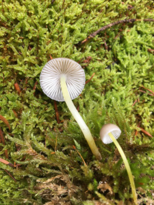 Mycena epipterygia ; Mycène des fougères ; La Chapelle-Saint-Maurice, Fin de la route Forestière de l'Adret (74) ; ©Didier Hamerel