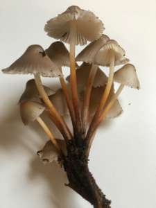 Mycena inclinata ; Mycène inclinée ; Saint-Jorioz, Secteur Entredozon - Bondon (74) ; ©Photo Didier Hamerel