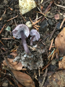 Mycena polygramma ; Mycène à pied strié ; La Chapelle-Saint-Maurice, Fin de la route Forestière de l'Adret (74) ; ©Didier Hamerel