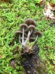 Mycena stipata ; Mycène cespiteuse ; La Chapelle-Saint-Maurice, Fin de la route Forestière de l'Adret (74) ; ©Didier Hamerel
