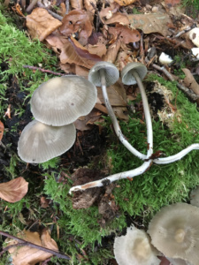 Mycena vitilis ; Mycène à pied raide ; La Chapelle-Saint-Maurice, Fin de la route Forestière de l'Adret (74) ; ©Didier Hamerel
