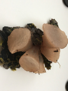 Neobulgaria pura ; Bulgarie pure ; Saint-Jorioz, Secteur Entredozon - Bondon (74) ; ©Photo Didier Hamerel